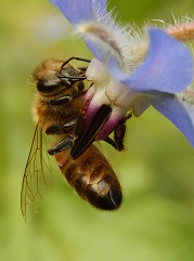 bourrache officinale et abeille